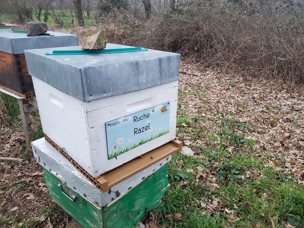 La ruche Razel
