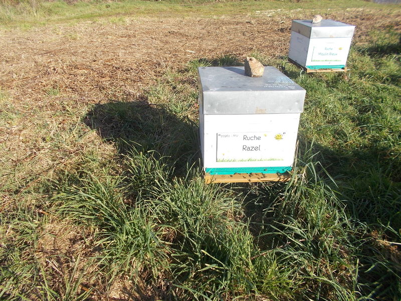 La ruche Razel