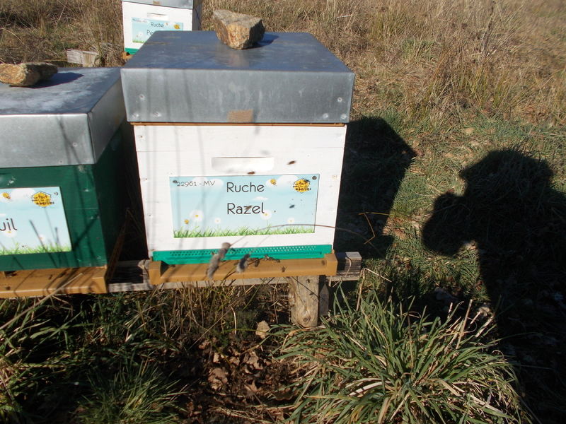 La ruche Razel