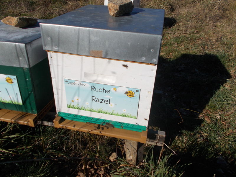 La ruche Razel