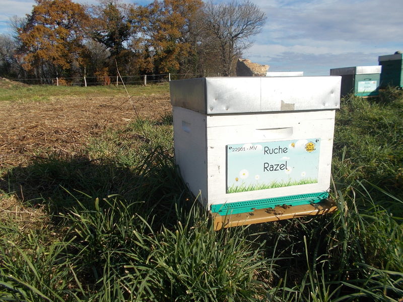 La ruche Razel