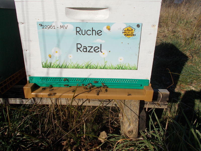 La ruche Razel