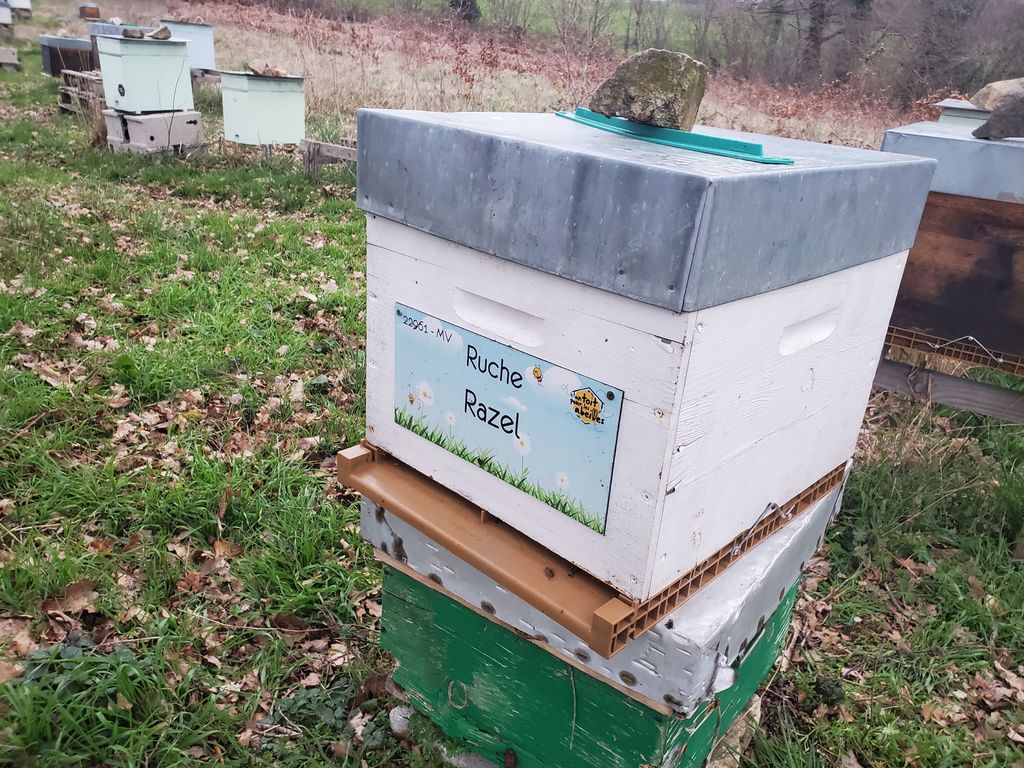 La ruche Razel