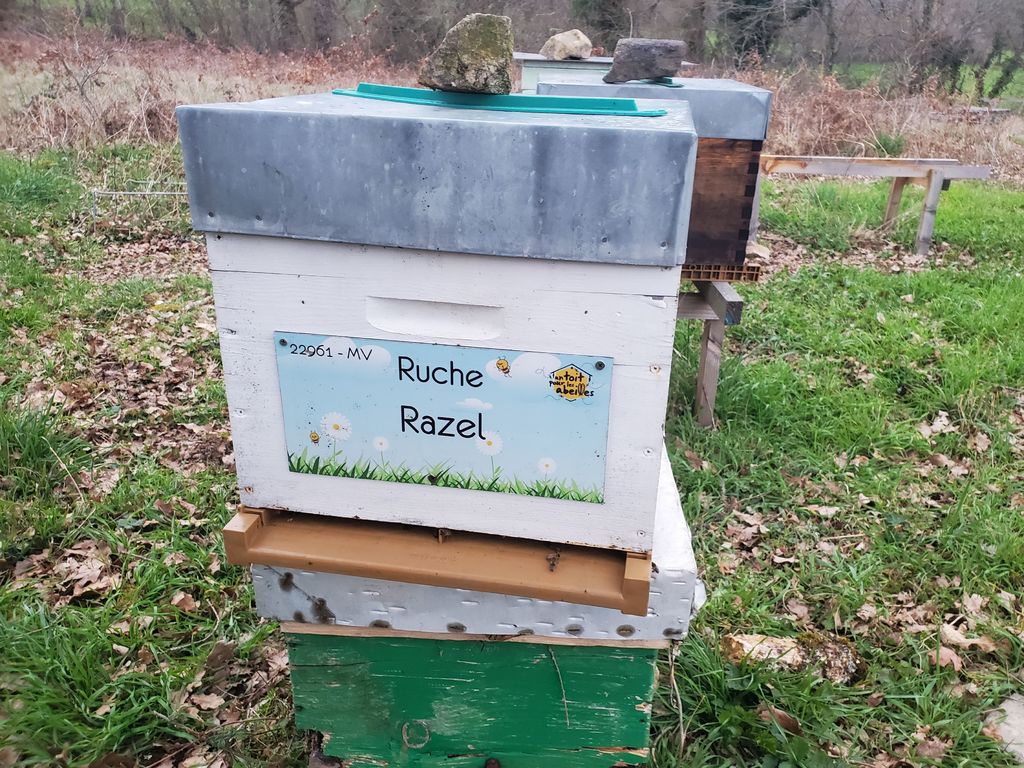 La ruche Razel