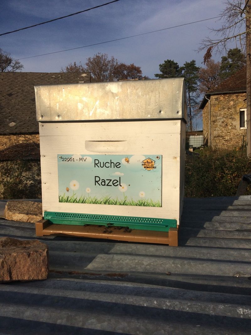 La ruche Razel