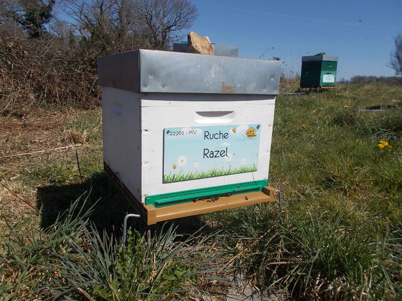 La ruche Razel