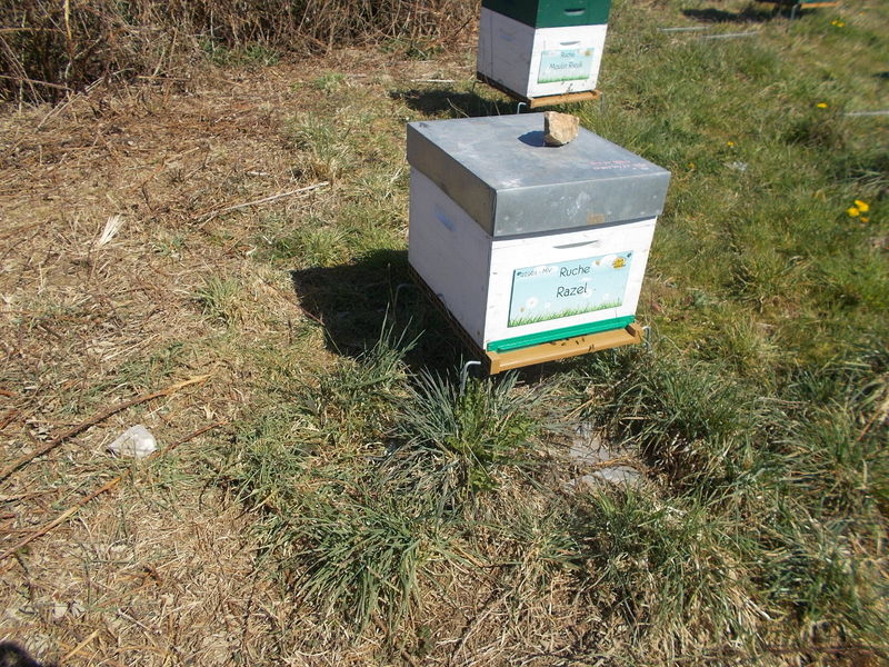 La ruche Razel