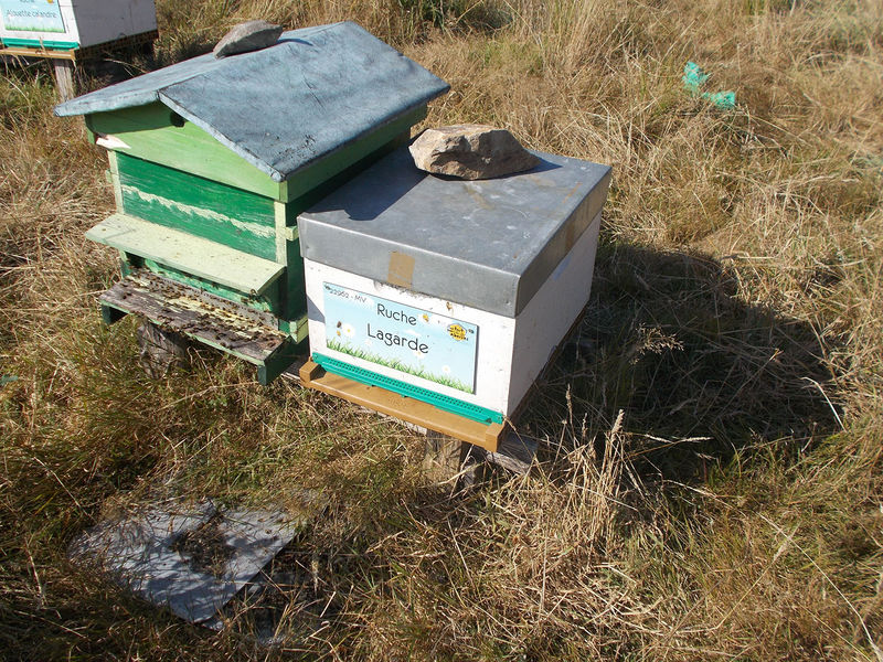 La ruche Lagarde