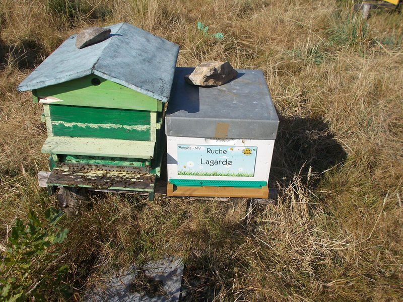 La ruche Lagarde