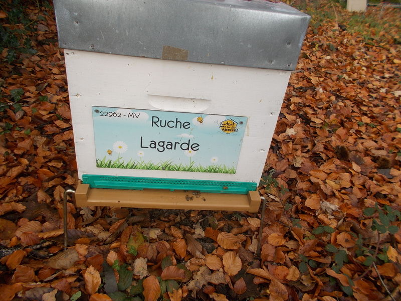 La ruche Lagarde