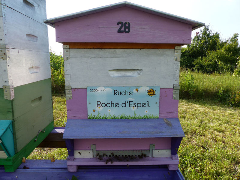 La ruche Roche d