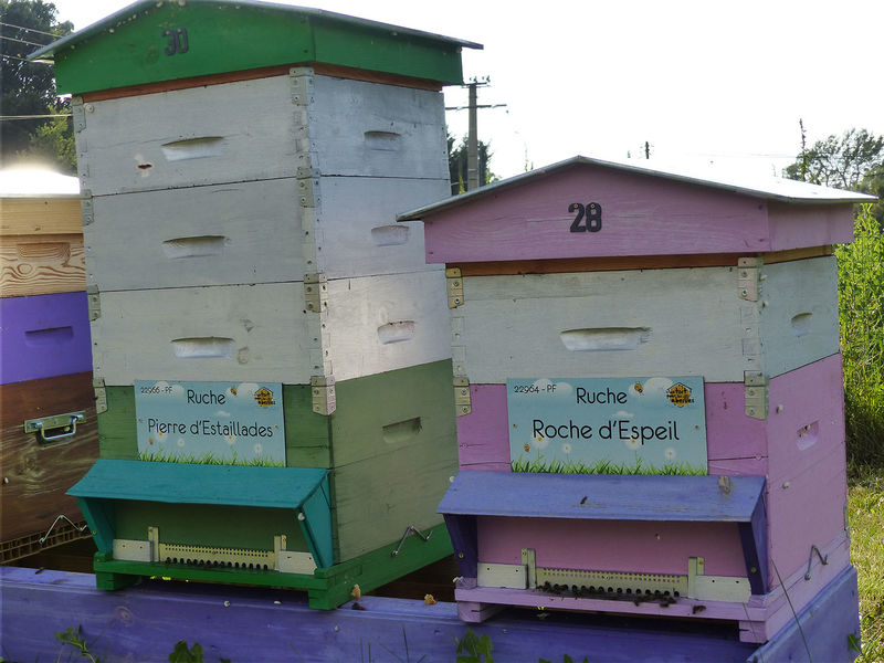 La ruche Roche d