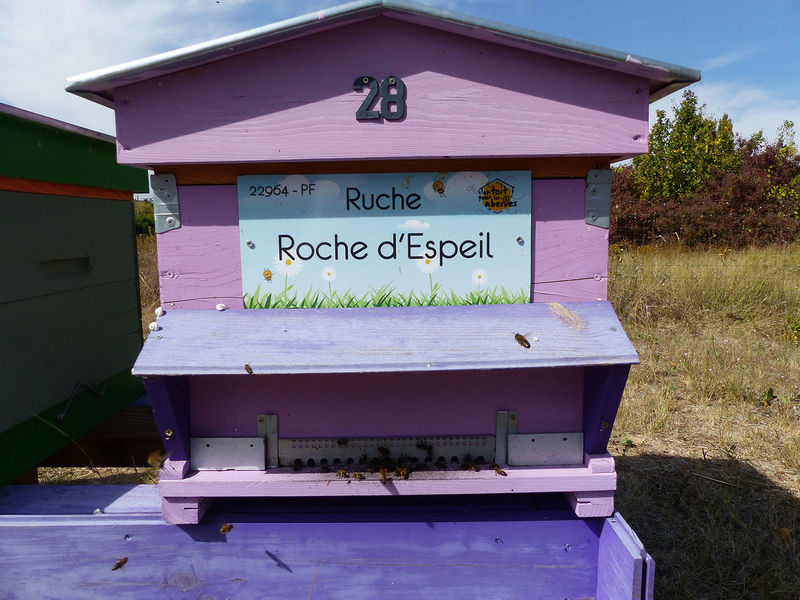 La ruche Roche d