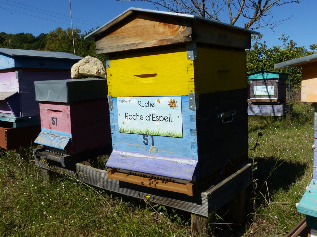 La ruche Roche d