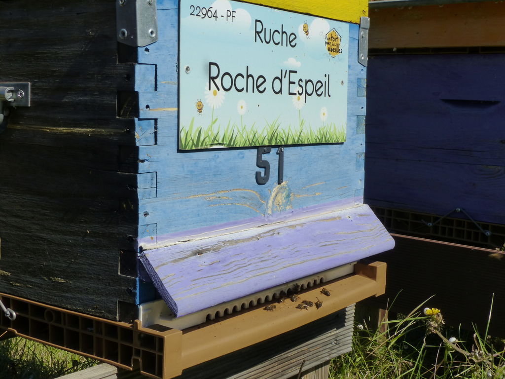 La ruche Roche d