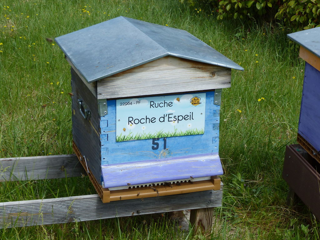 La ruche Roche d