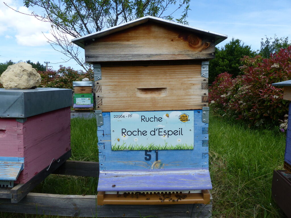 La ruche Roche d