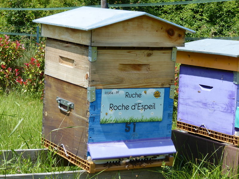 La ruche Roche d