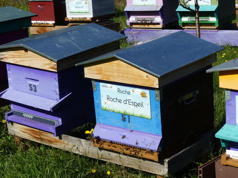 La ruche Roche d