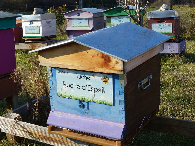 La ruche Roche d