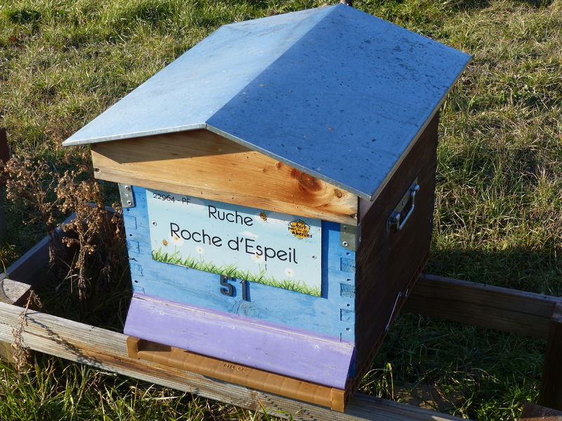 La ruche Roche d