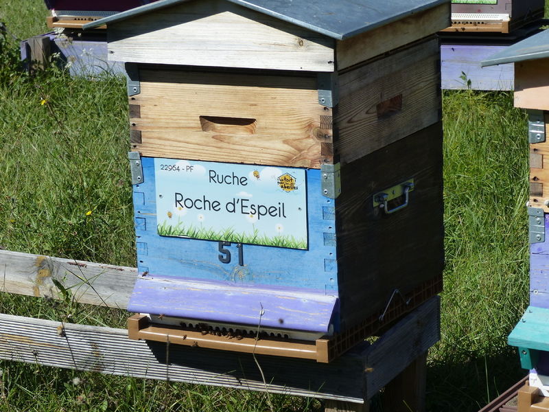 La ruche Roche d