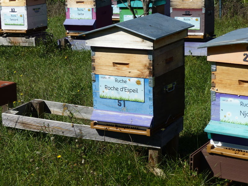 La ruche Roche d