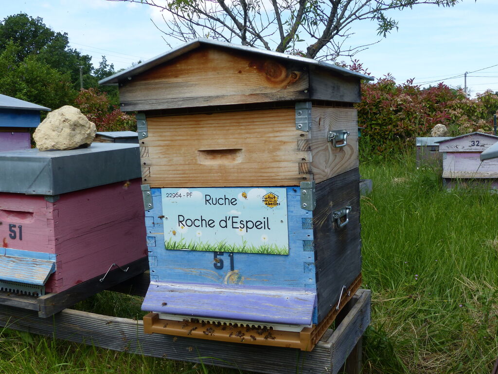 La ruche Roche d
