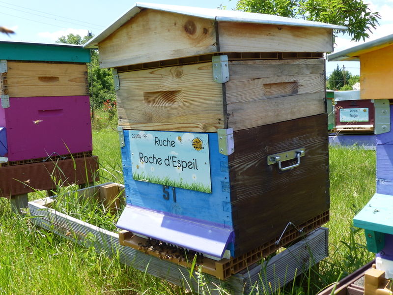 La ruche Roche d