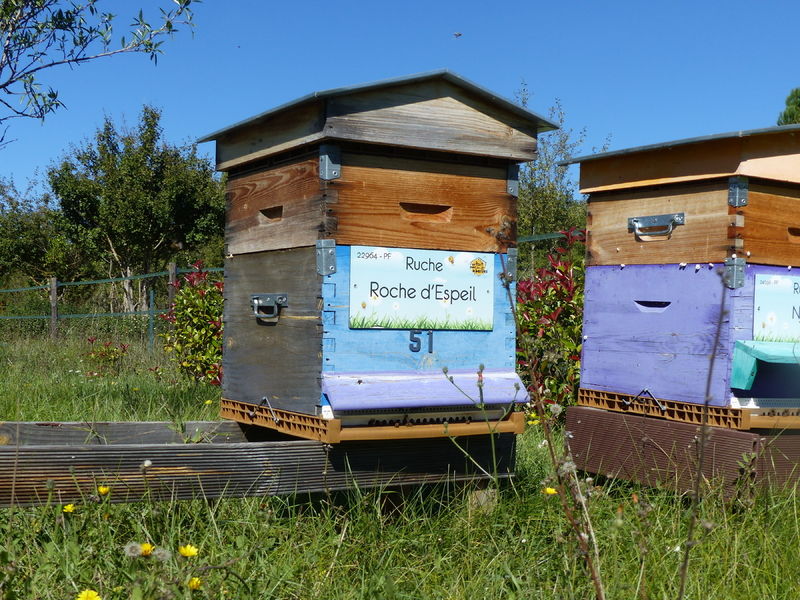 La ruche Roche d