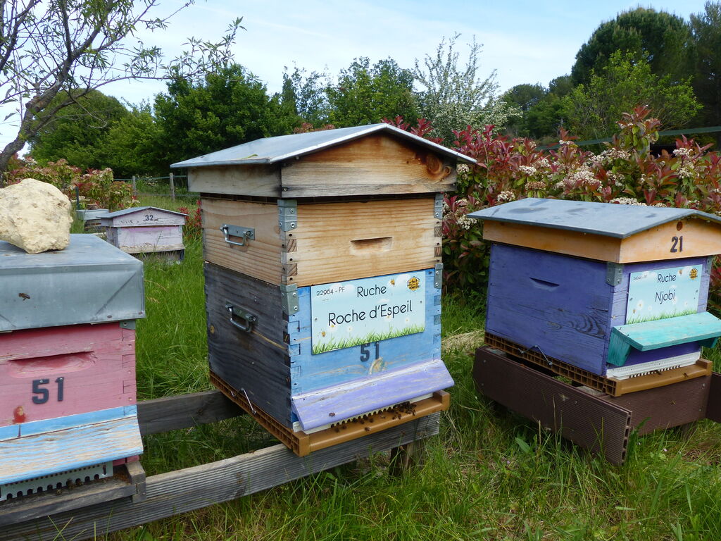 La ruche Roche d