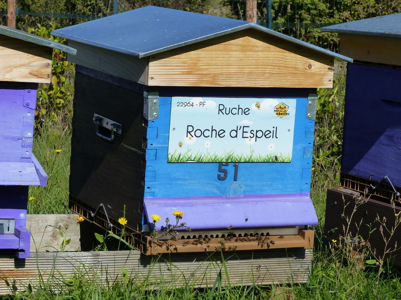 La ruche Roche d
