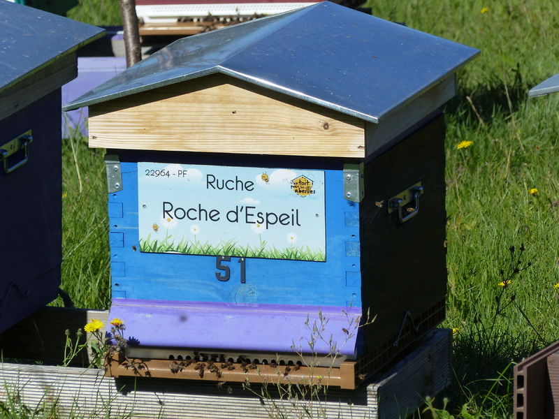 La ruche Roche d
