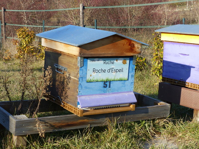 La ruche Roche d