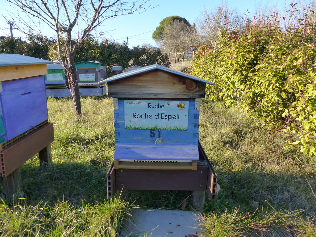 La ruche Roche d