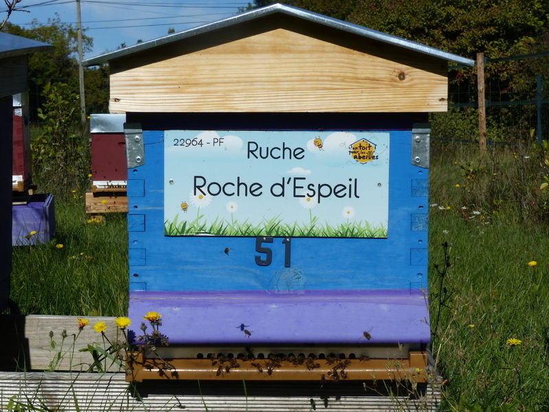 La ruche Roche d