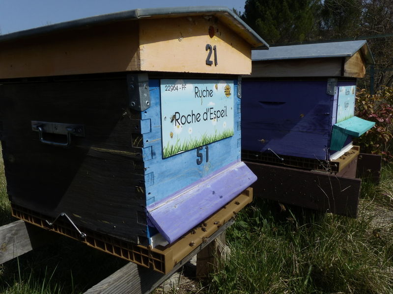 La ruche Roche d