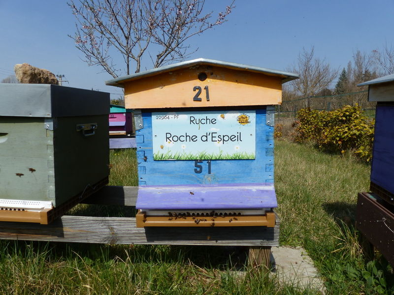 La ruche Roche d