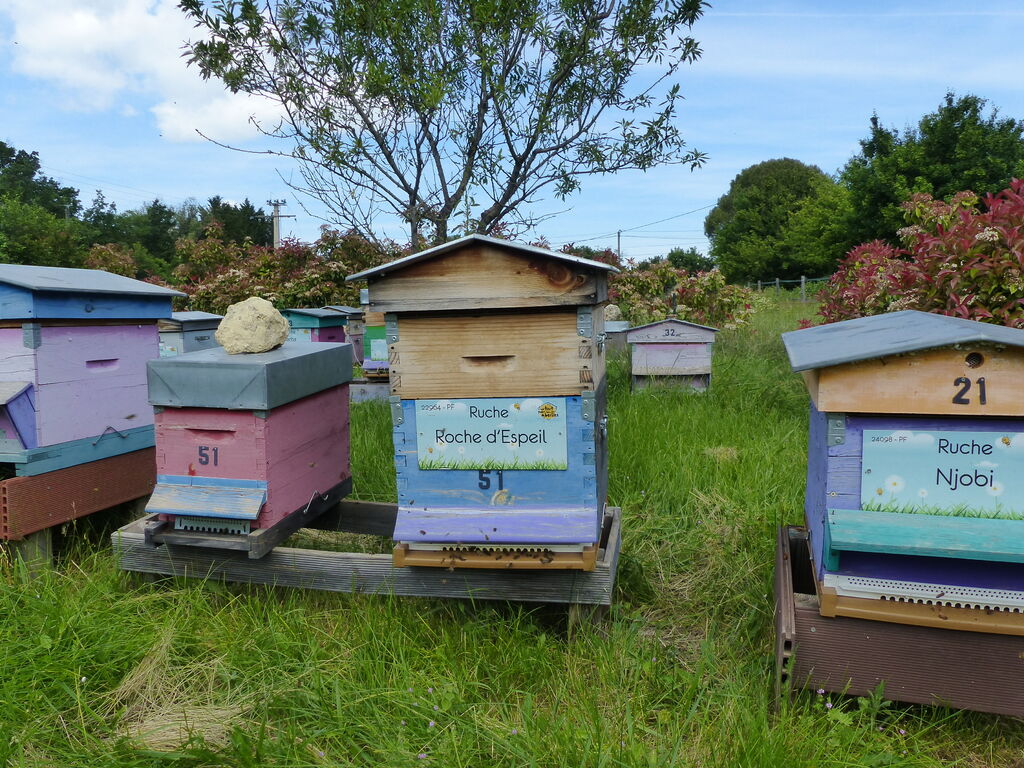 La ruche Roche d