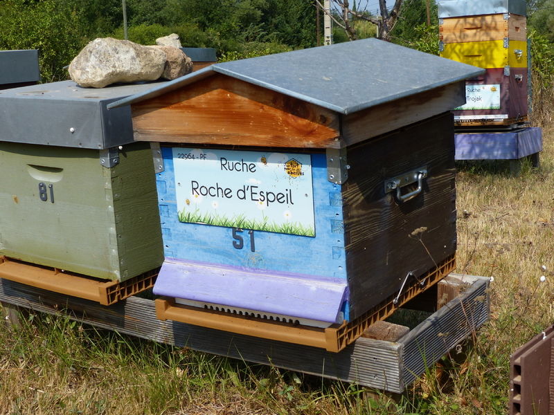 La ruche Roche d