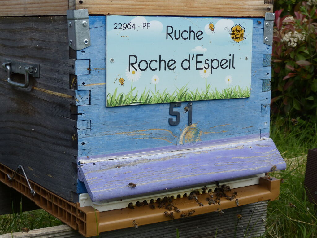 La ruche Roche d