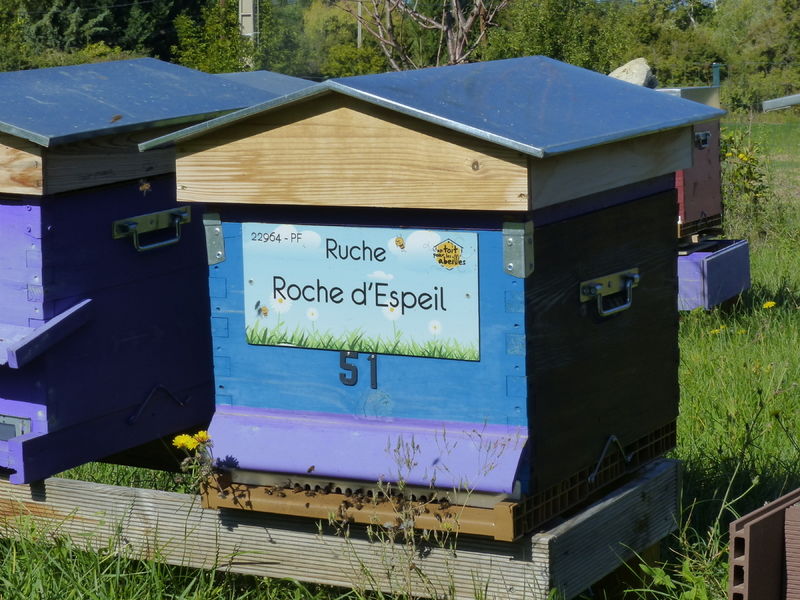 La ruche Roche d