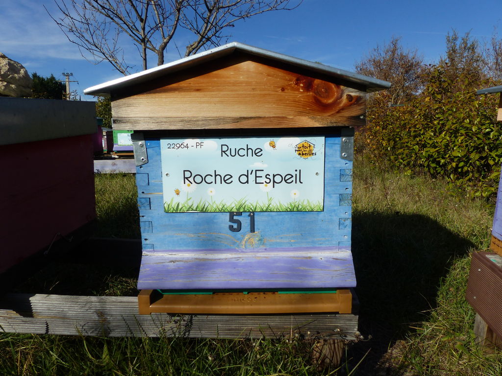 La ruche Roche d