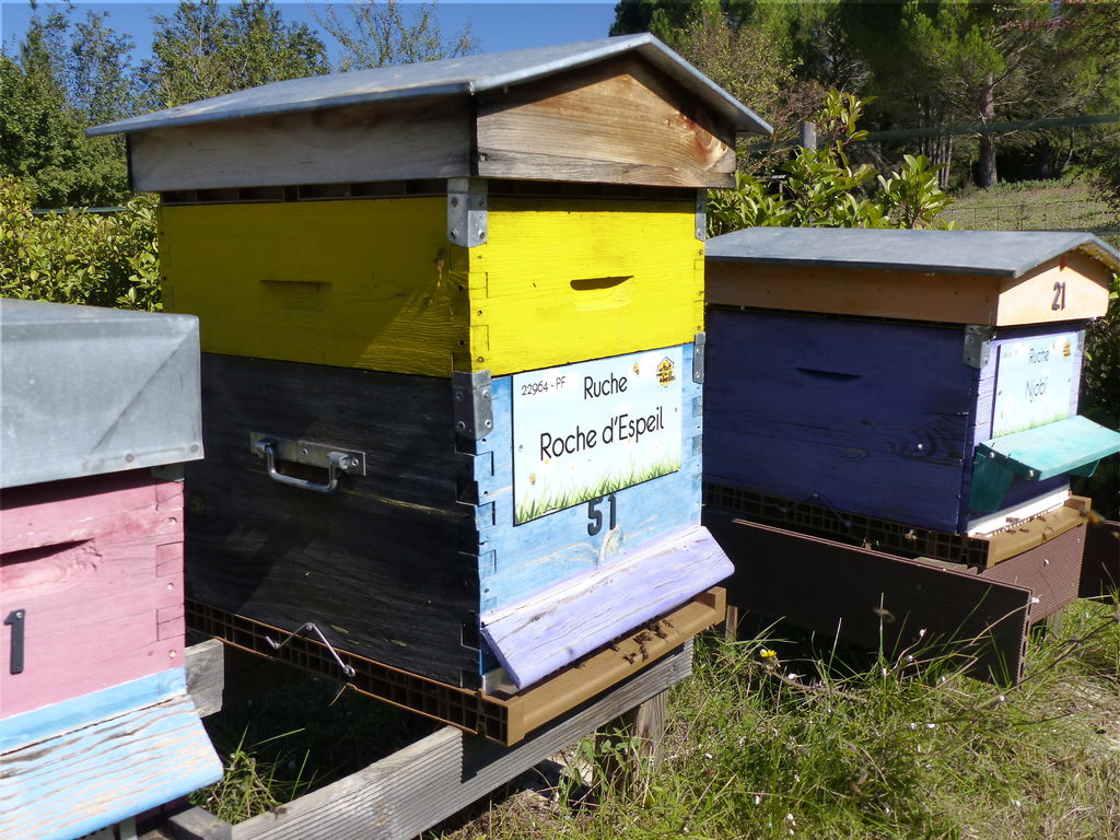 La ruche Roche d