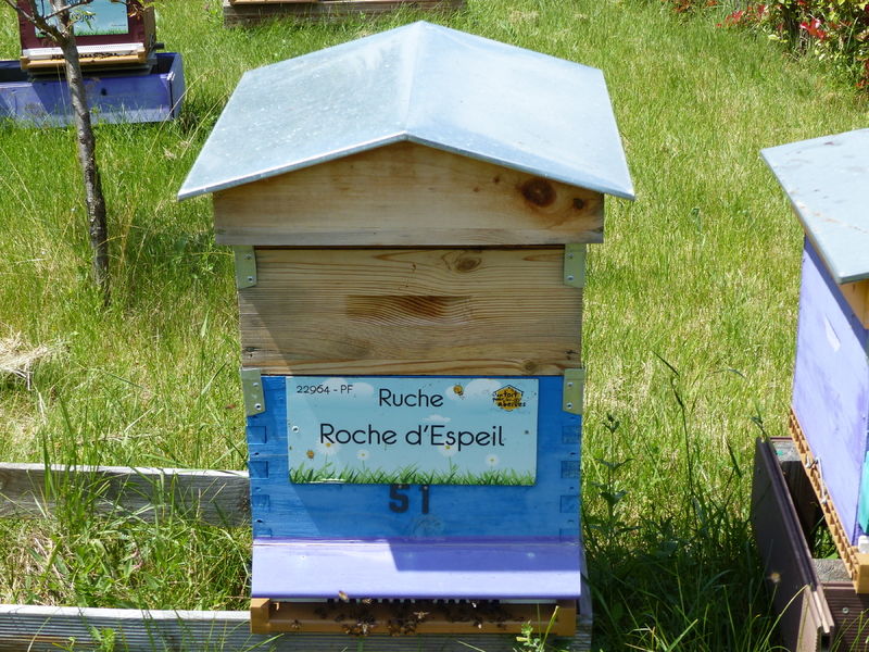 La ruche Roche d