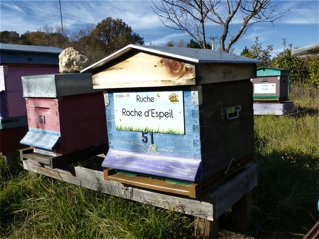 La ruche Roche d