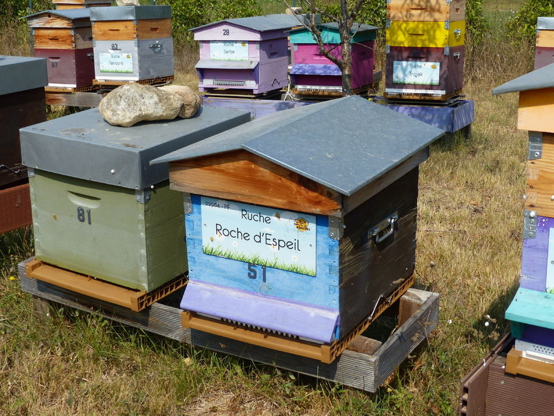 La ruche Roche d