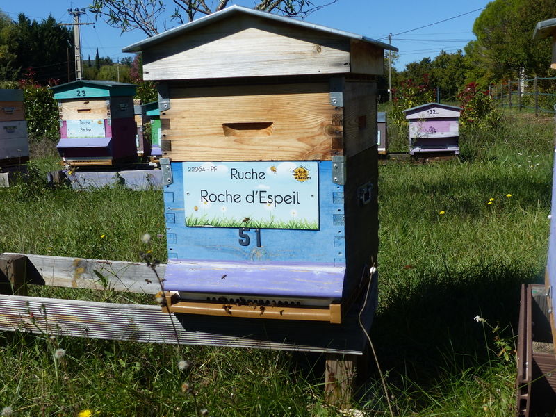 La ruche Roche d
