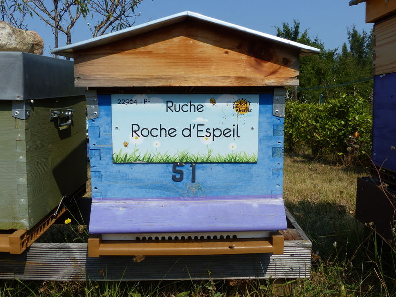 La ruche Roche d