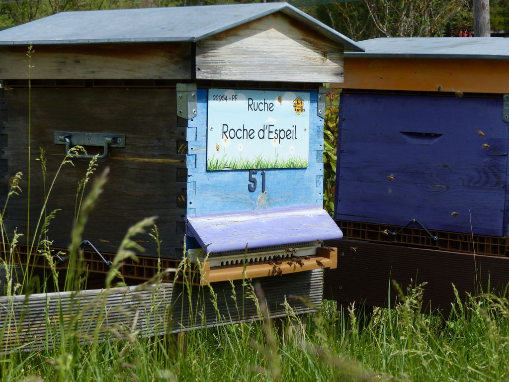 La ruche Roche d